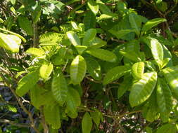 Sivun Tabernaemontana citrifolia L. kuva