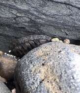 Chiton stokesii Broderip 1832 resmi