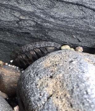 صورة Chiton stokesii Broderip 1832