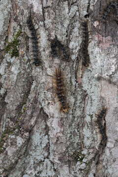 Image of Entomophaga maimaiga Humber, Shimazu & R. S. Soper 1988