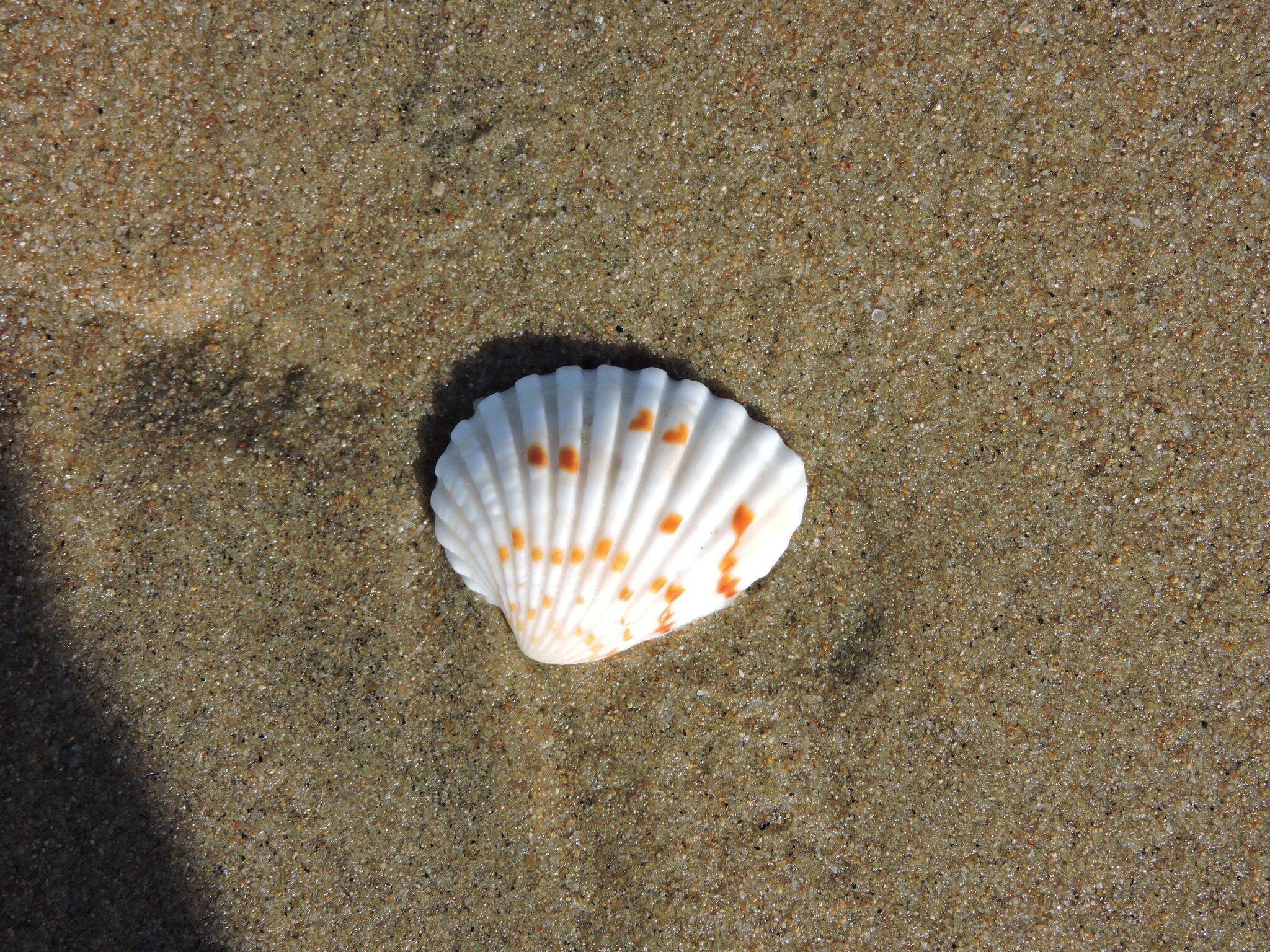 Image of Cardites bicolor (Lamarck 1819)