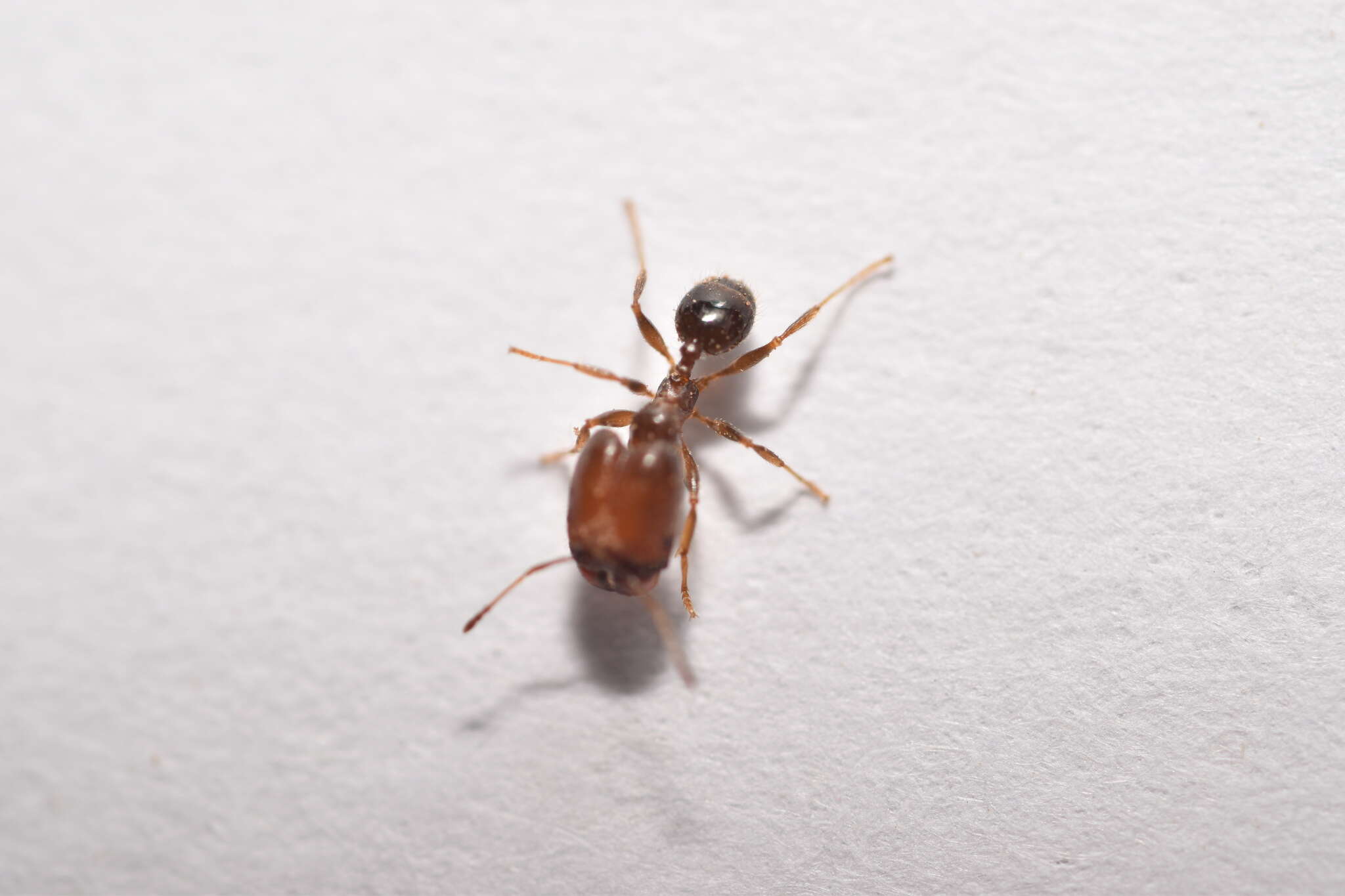 Image de Pheidole tepicana Pergande 1896