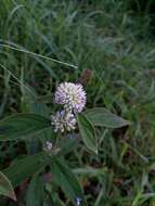 Image of Hedyotis uncinella Hook. & Arn.