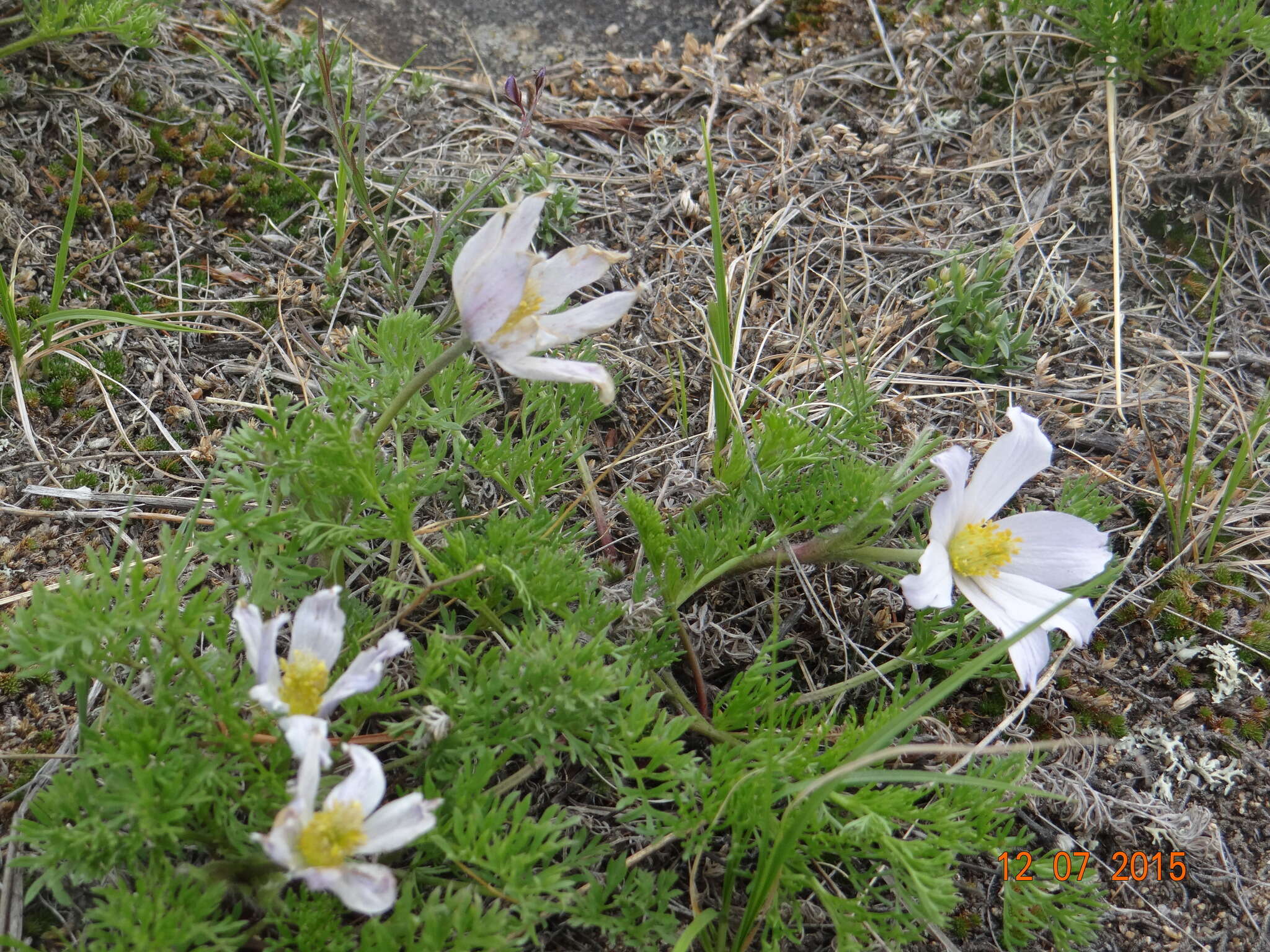 صورة Pulsatilla tenuiloba (Hayek) Juzepczuk