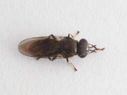 Image of Trichopsomyia apisaon Walker 1849