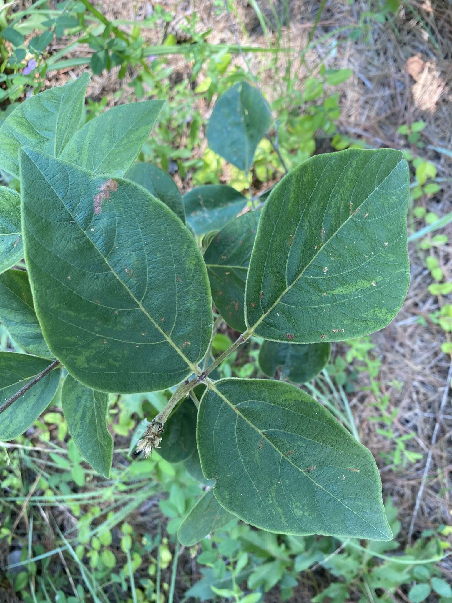 Image of velvetleaf ticktrefoil