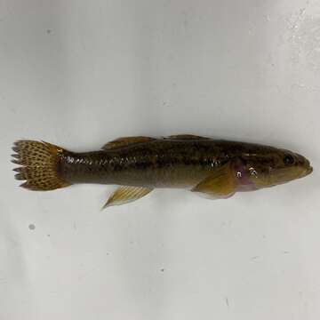 Image of Cox gudgeon