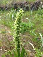 Image of Platanthera convallariifolia (Fisch. ex Lindl.) Lindl.