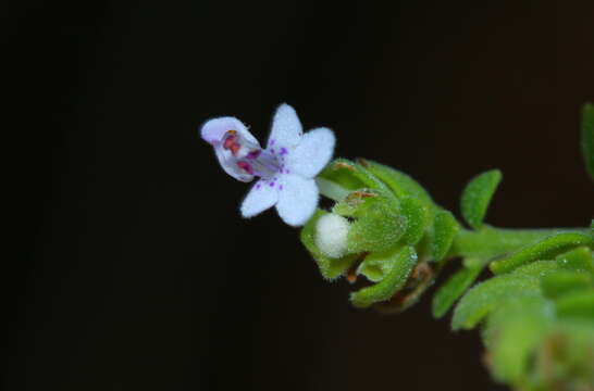 Aeollanthus buchnerianus Briq. resmi