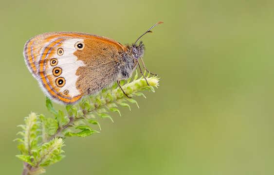 Coenonympha arcania Linnaeus 1761 resmi