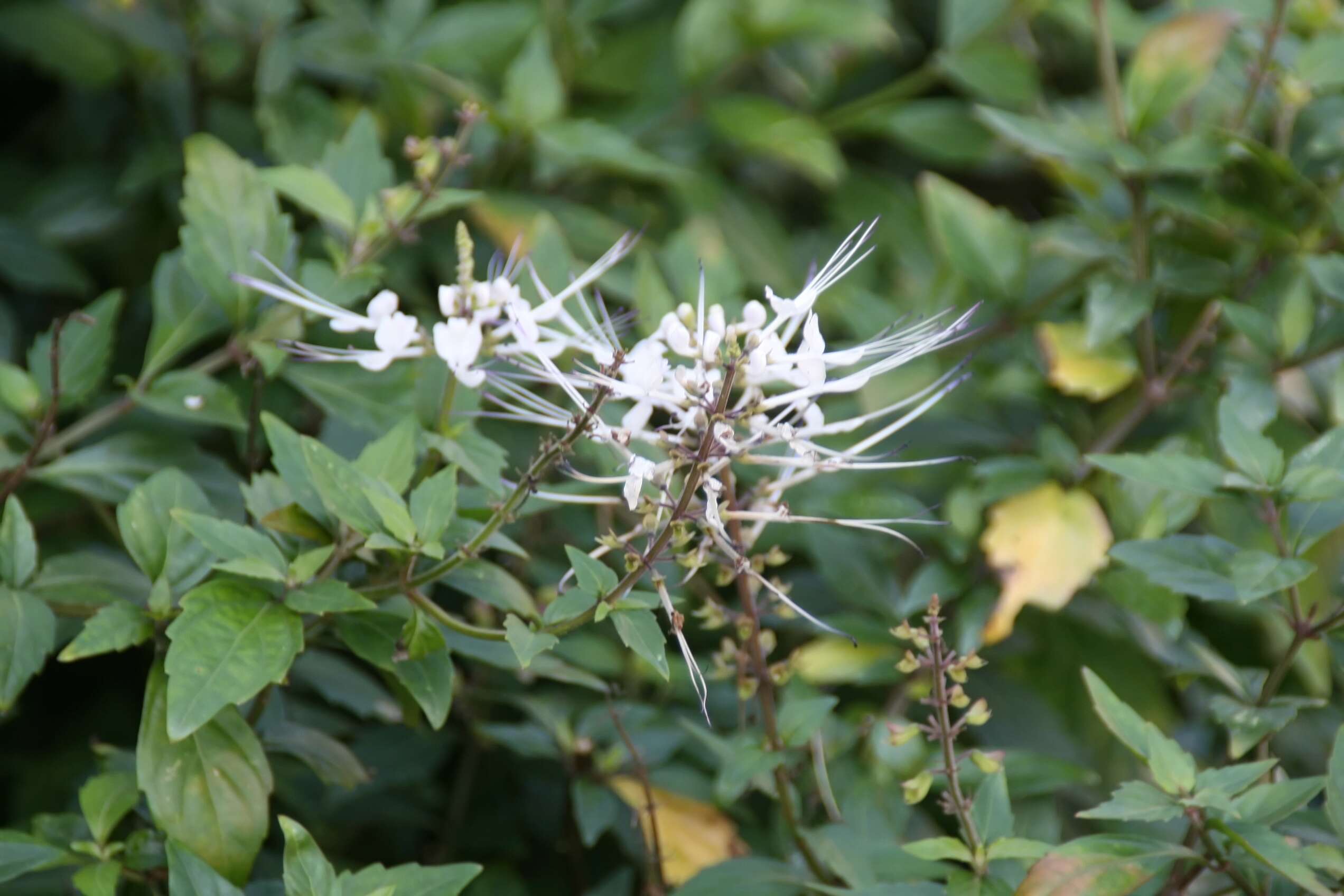 Image of Orthosiphon aristatus var. aristatus