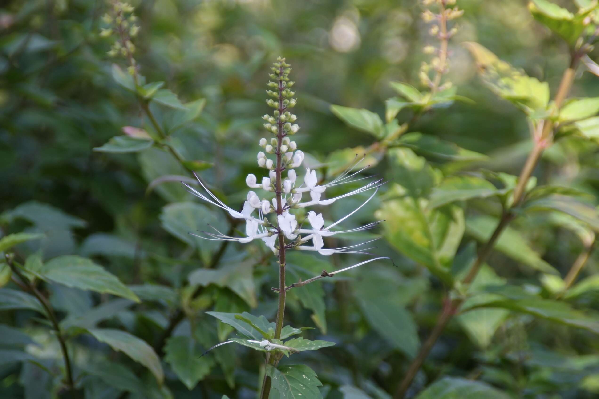 Image of Orthosiphon aristatus var. aristatus