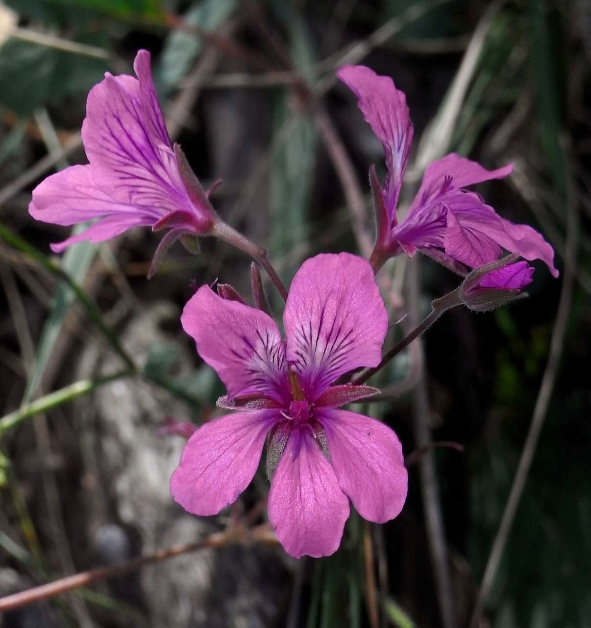 Image of Pelargonium rodneyanum Lindl.