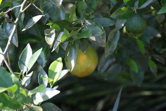 Image of Citrus × sinensis