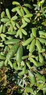 صورة Tabebuia bahamensis (Northr.) Britton