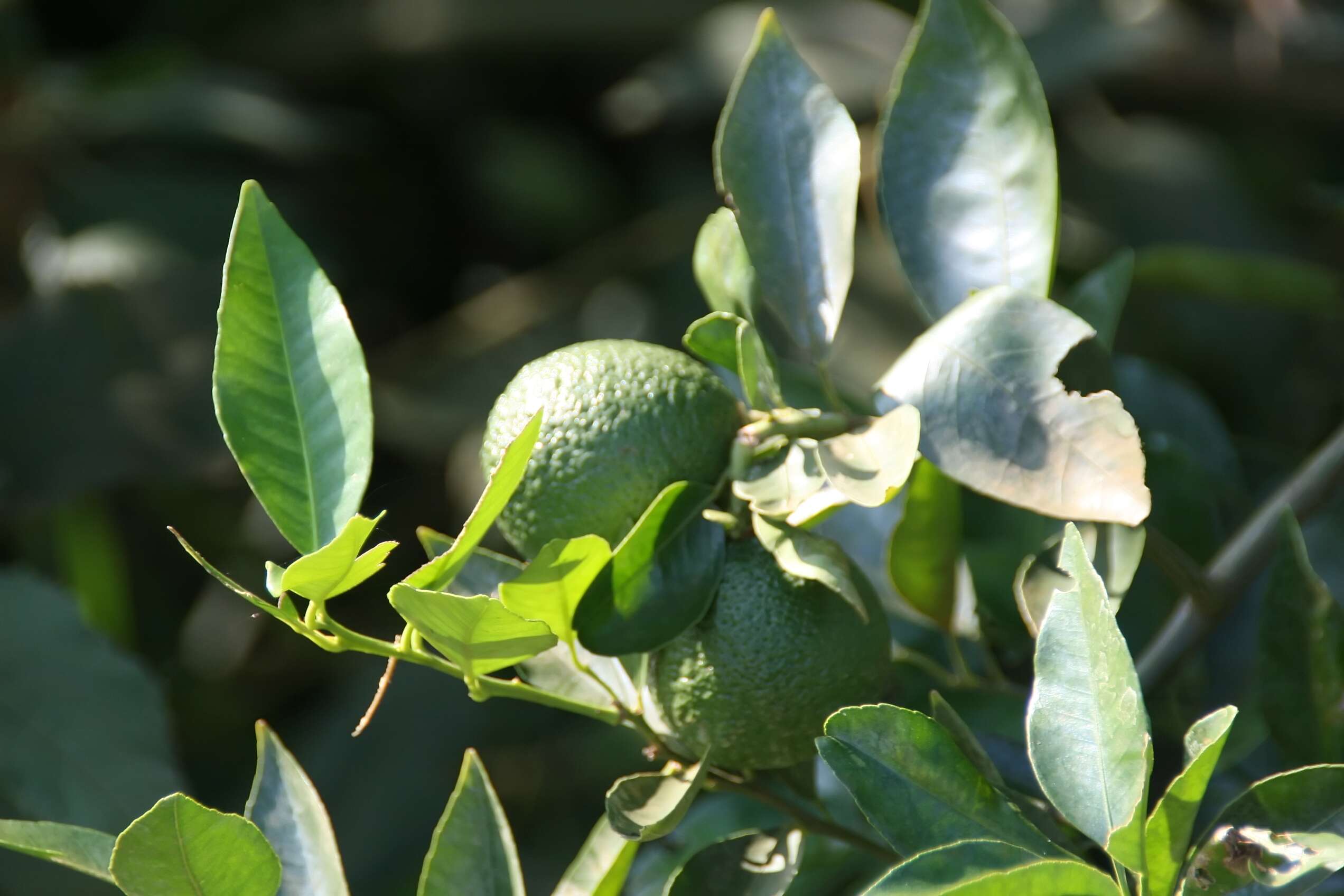 Image of Citrus × sinensis