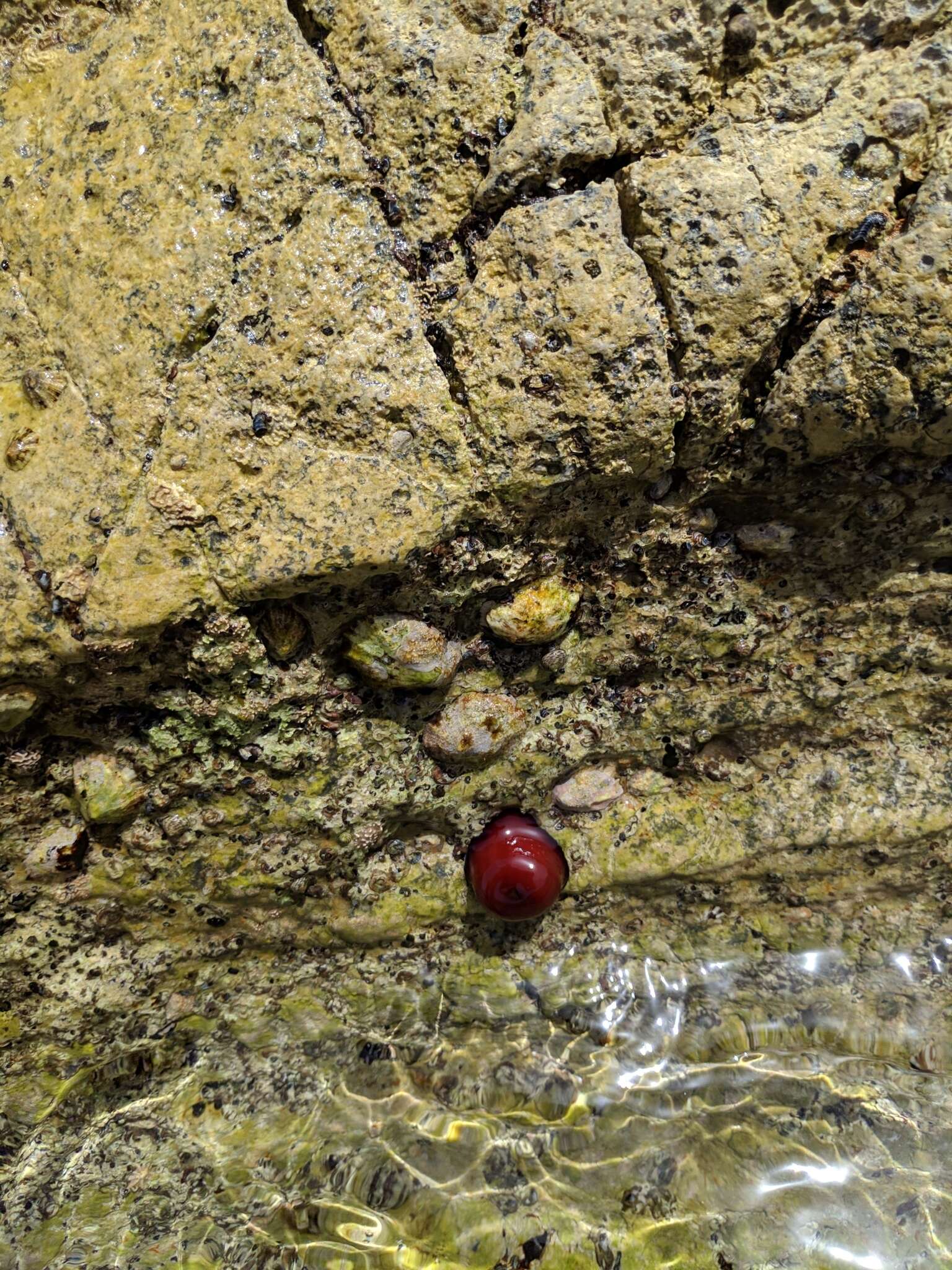 Plancia ëd Actinia mediterranea Schmidt 1971