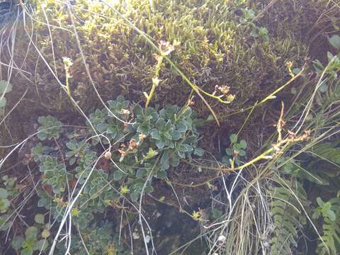 Image of Saxifraga paniculata subsp. cartilaginea (Willd.) D. A. Webb