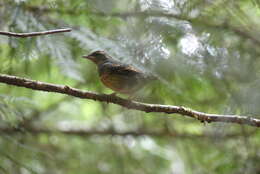 Image of Ixoreus naevius carlottae (Phillips & AR 1991)