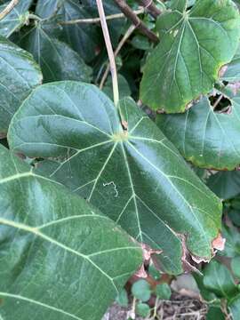 Image of Hibiscus tiliaceus subsp. tiliaceus