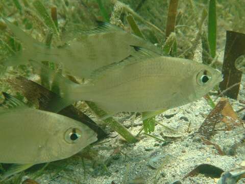 Image of Black-tipped Silver-biddy