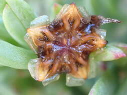 صورة Lampranthus fergusoniae (L. Bol.) L. Bol.