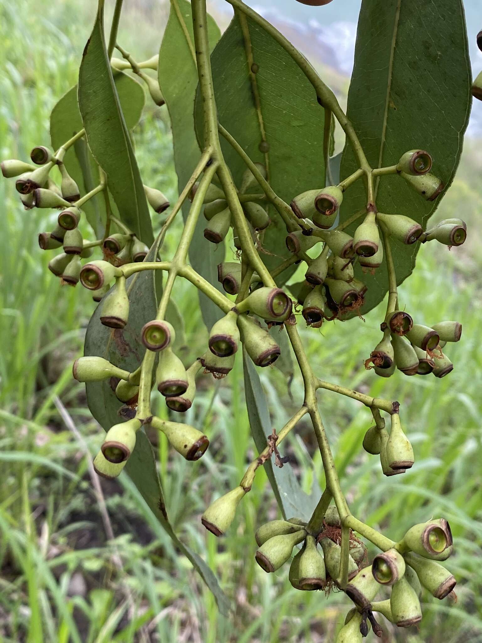 Image de Eucalyptus leptophleba F. Müll.