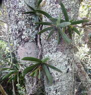 Imagem de Angraecum leonis (Rchb. fil.) André