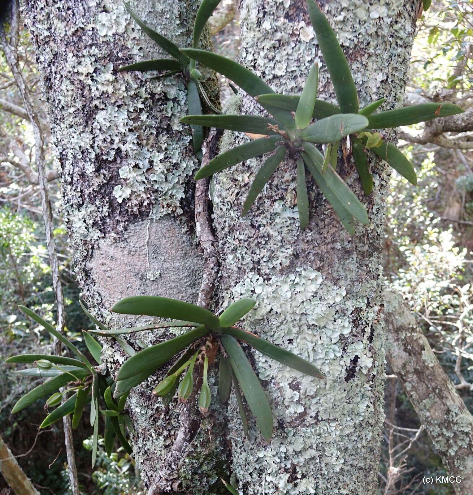 Image de Angraecum leonis (Rchb. fil.) André