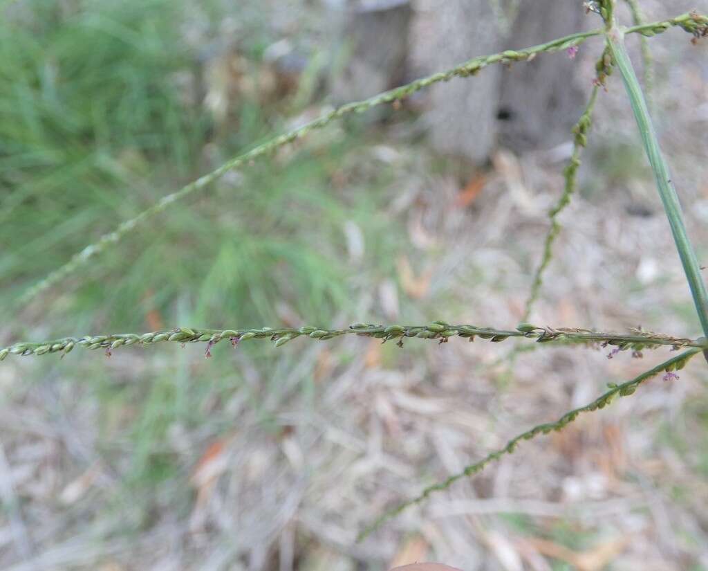 Image of Digitaria parviflora (R. Br.) Hughes