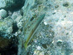 Image of long-finned pike
