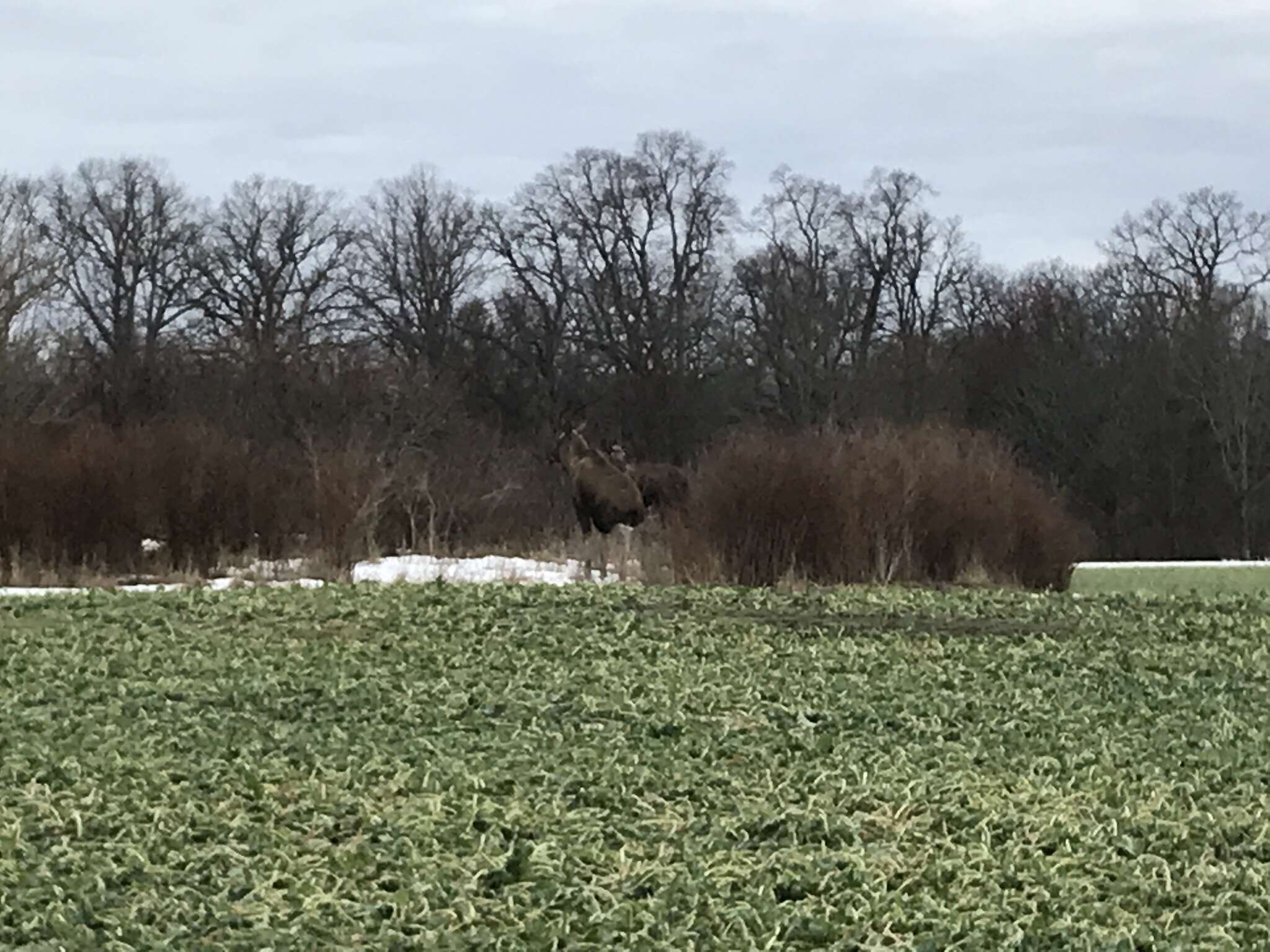 Image of Elk