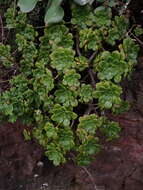 Image of Aeonium lindleyi subsp. lindleyi