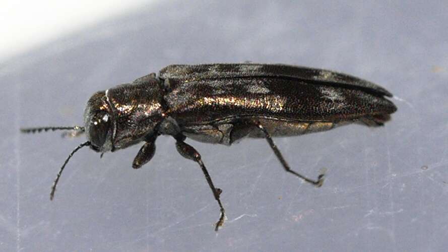 Image of Hackberry Agrilus