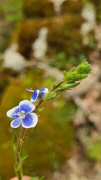 Image of Veronica chamaedrys subsp. chamaedryoides (Bory & Chaub.) M. A. Fischer