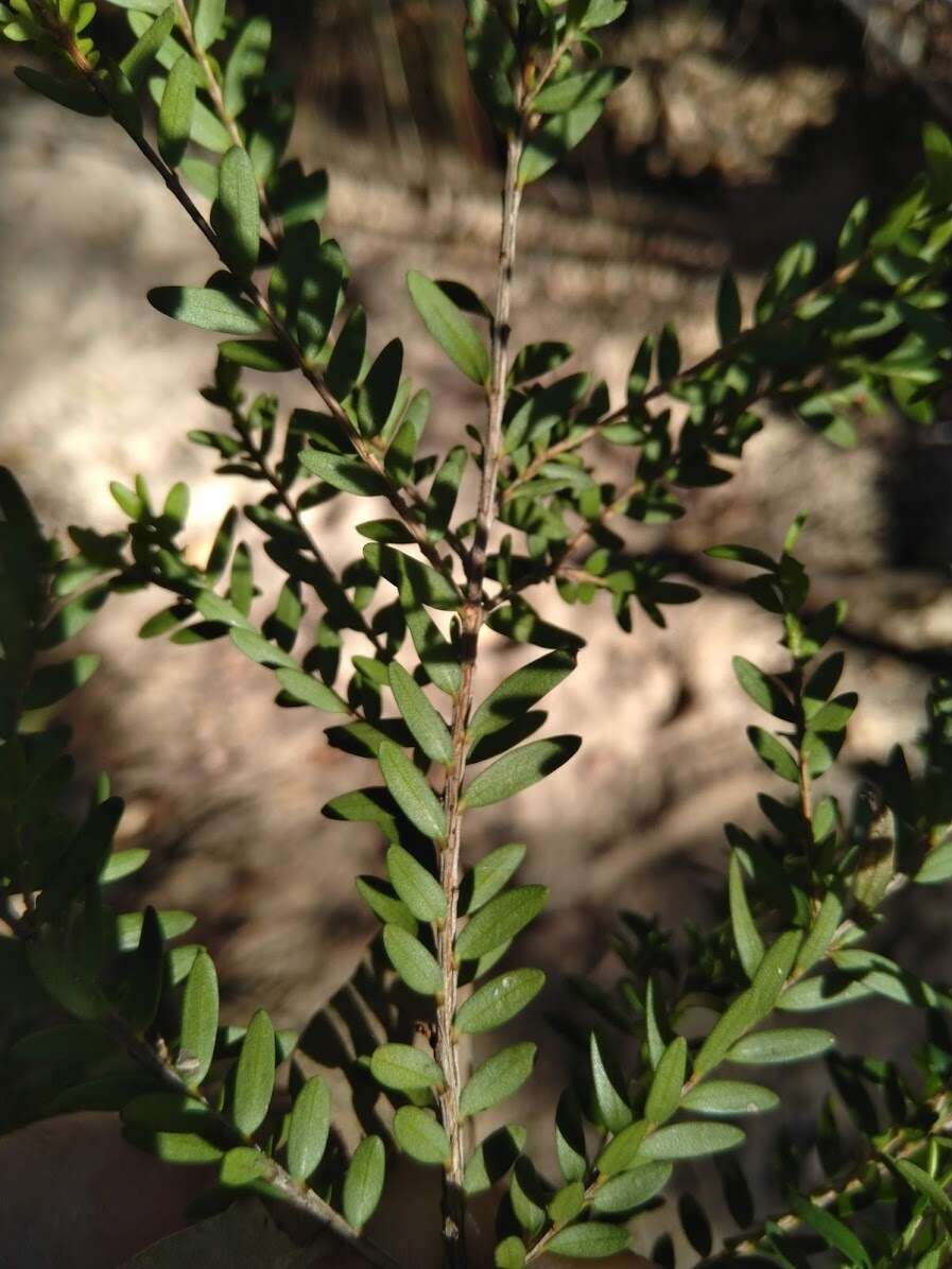 Image of Sannantha bidwillii (A. R. Bean) Peter G. Wilson