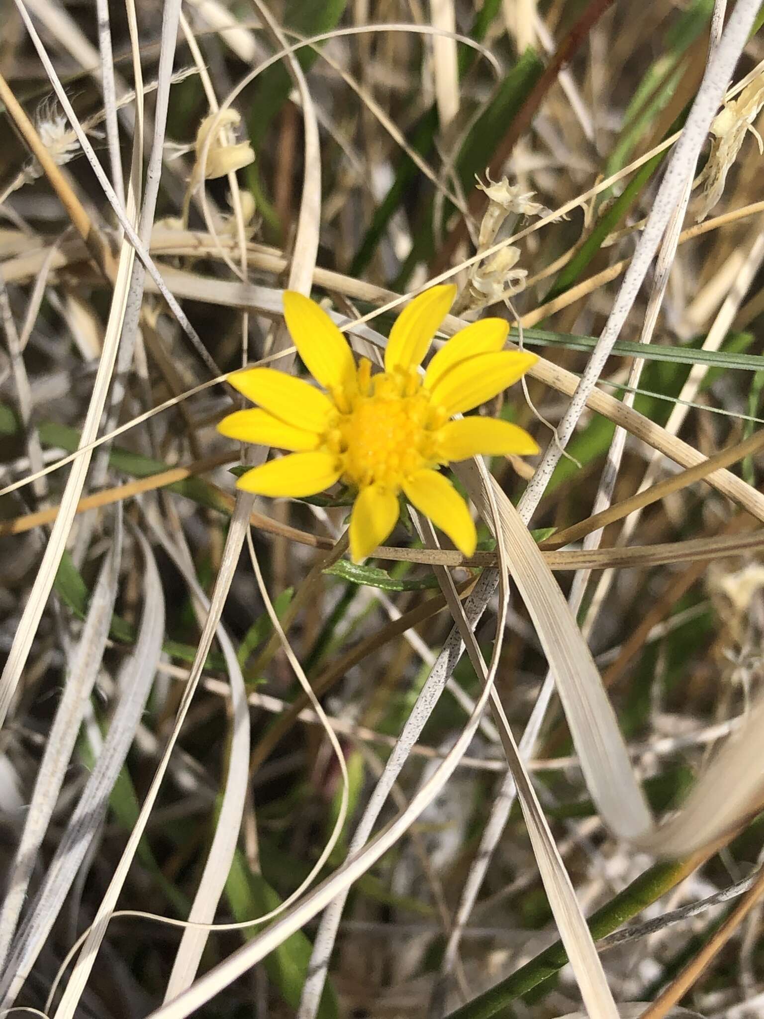 Image of Ash Meadows Gumweed