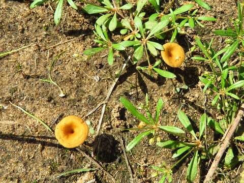 Imagem de Crepidotus subfulviceps (Murrill) Aime, Vila & P.-A. Moreau 2009