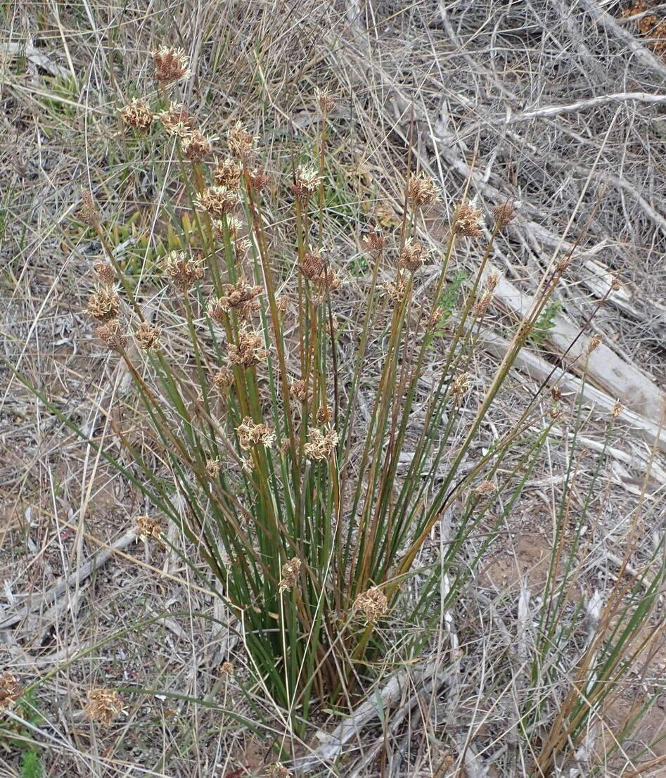 Hellmuthia membranacea (Thunb.) R. W. Haines & Lye的圖片