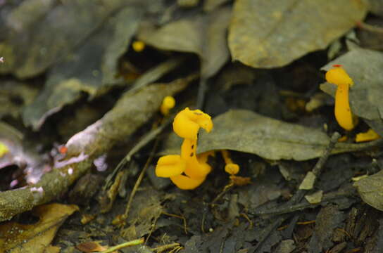 Image of Cantharellus minor Peck 1872