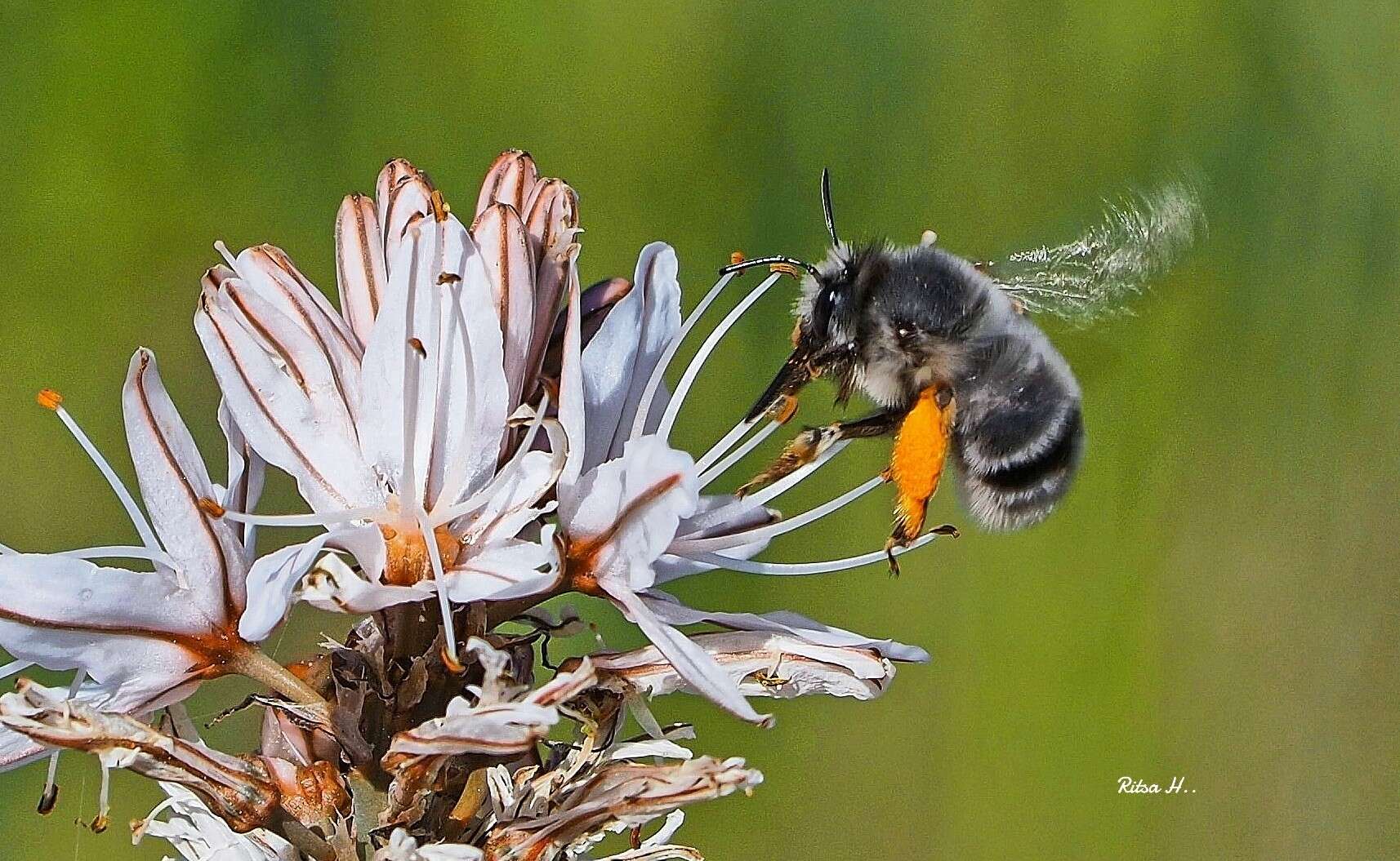 Sivun Anthophora canescens Brullé 1832 kuva