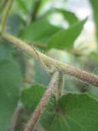 Image of Abutilon bivalve