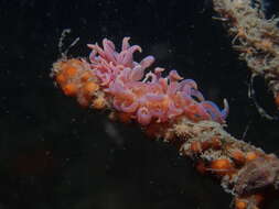 Image of Sea slug