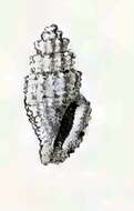 Image of Heterocithara himerta (Melvill & Standen 1896)