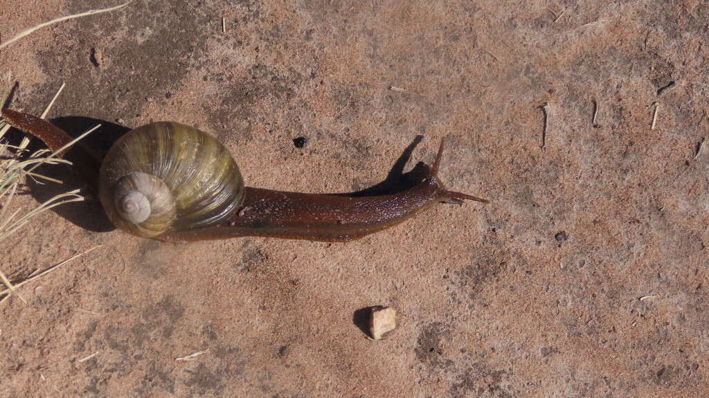 Image of Natalina cafra (A. Férussac 1821)