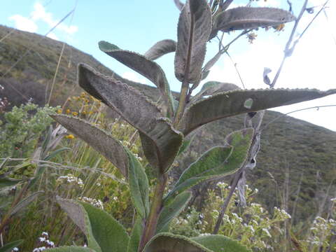 Dendrophorbium chopinii Montesinos的圖片