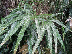 Image of rough maidenhair