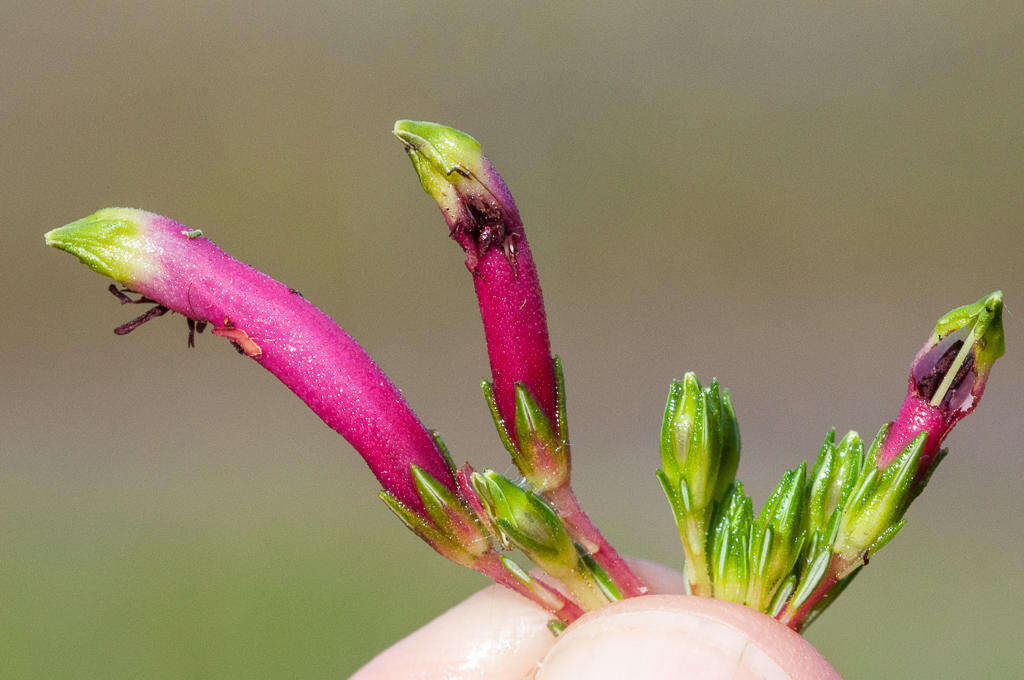 Image de <i>Erica <i>fascicularis</i></i> subsp. fascicularis