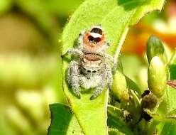 Image of Phidippus pacosauritus