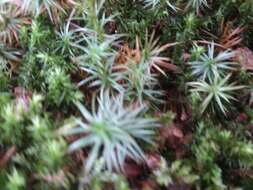 Image of juniper polytrichum moss